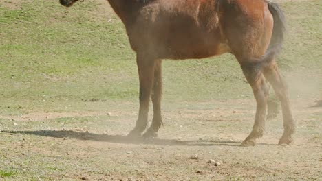 Caballos-En-Una-Granja.