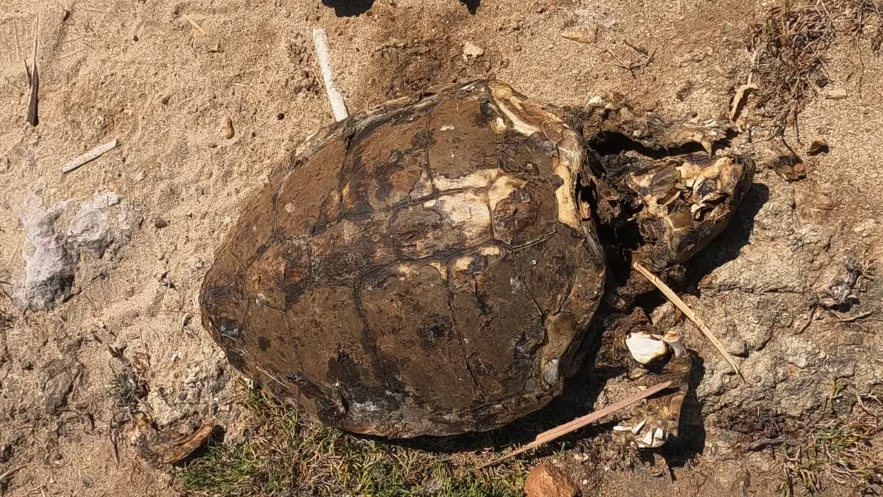 vista de cerca de caretta caretta tortuga marina muerta cadáver pudriéndose sobre rocas marinas