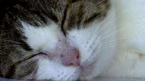 cat sleeping in shade