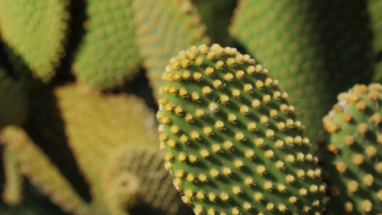 Close up green cactus with yellow spines within a desert environment, city park in Barcelona, Montjuic. African background