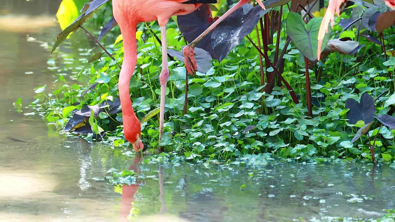 푸른 서식지 에서 먹이 를 먹는 플라밍고