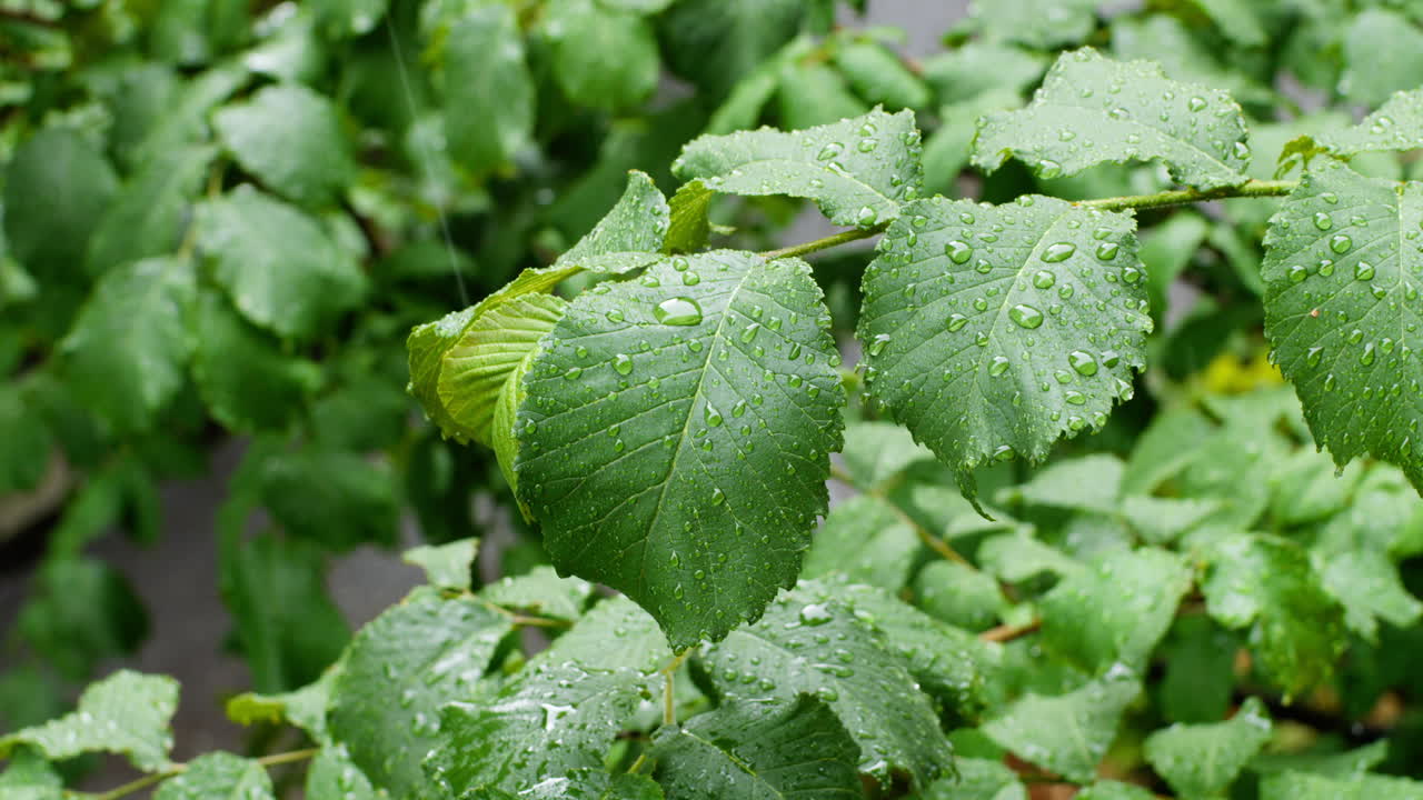 lloviendo en las hojas de las plantas verdes