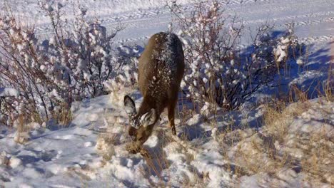 snow covered mule deer fawn foraging in front of a snow covered road during winter in colorado