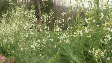 Enormes-Brotes-De-Col,-Que-Florecen-En-Tonos-Blancos-Y-Amarillos,-Se-Mueven-Con-El-Viento