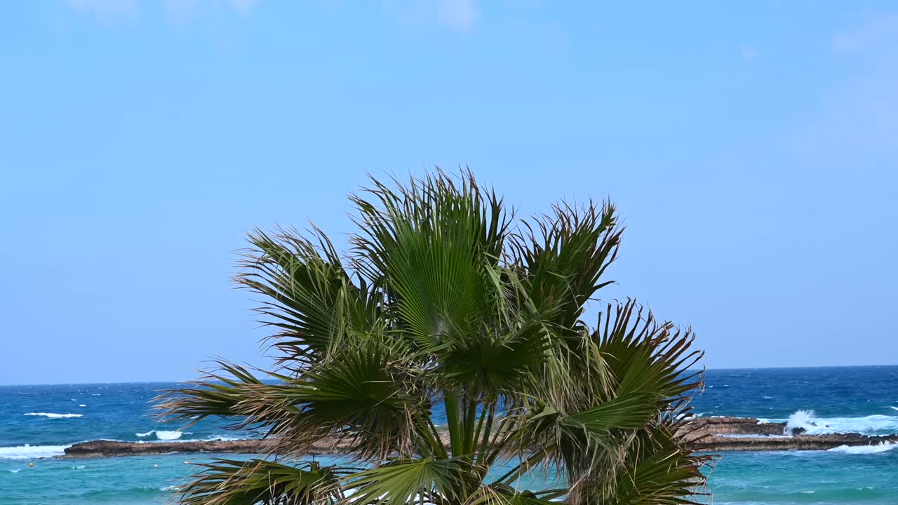 Close up of palm tree leaves swaying with the turquoise Mediterranean Sea in the background in Limassol, Cyprus