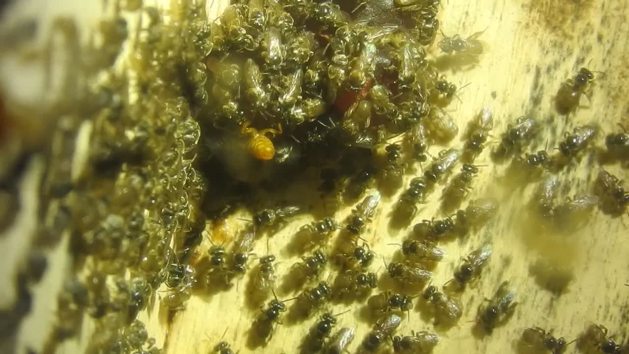 grupo de termitas están comiendo la madera de la casa