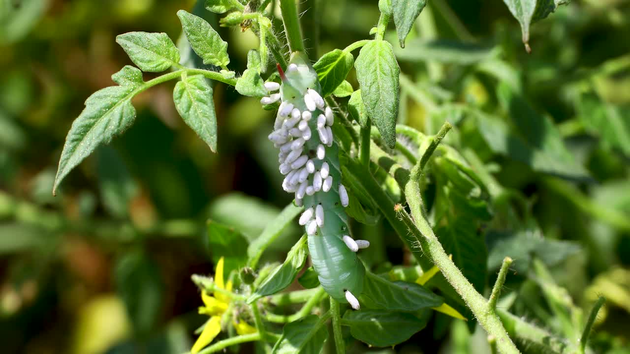 Static macro video of Braconid Wasp Pupa on tomato hornworm
