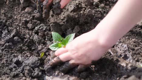 Hand Planting a Small Seedling in Soil