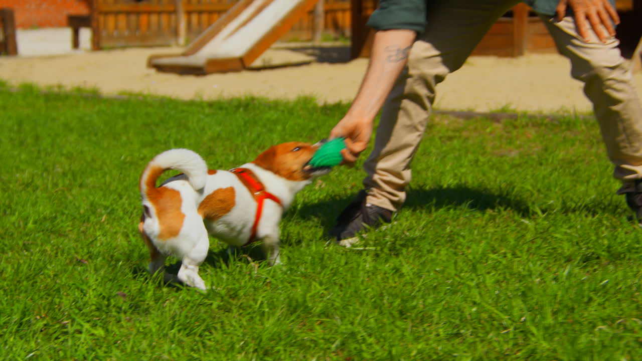 개 가 공원 에서 가져오는 놀이 를 하고 있다
