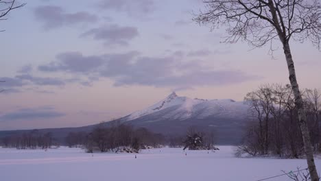 birch tree and mt