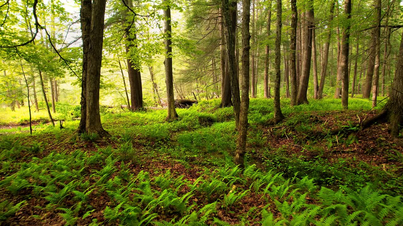 Filmato video con drone lento, fluido e a bassa quota che si muove attraverso una pacifica e magica foresta di felci con una splendida luce dorata.