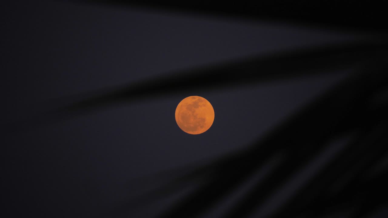 moon through palm tree