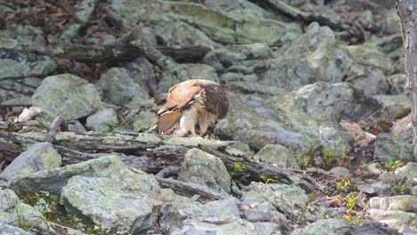 Red-tailed-hawk-eating