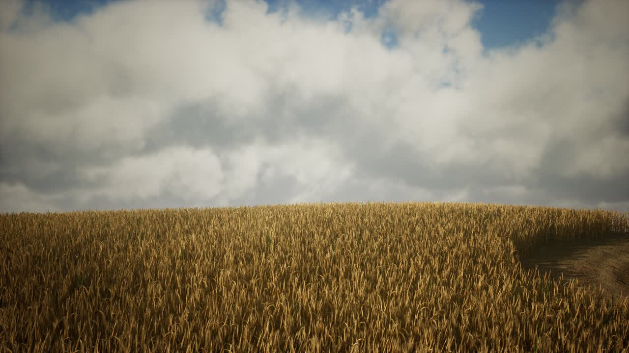 Ripe yellow rye field under beautiful summer sunset sky with clouds