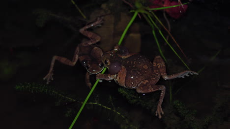 top-down shot of a frog croaking beside a female frog in hopes of mating