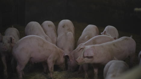 piglets in a farm pen