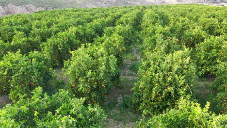 mediterranean orange grove shot with drone footage