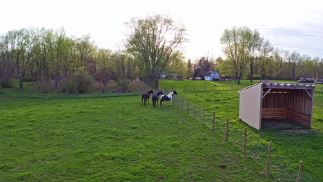 aerial view of horses in field