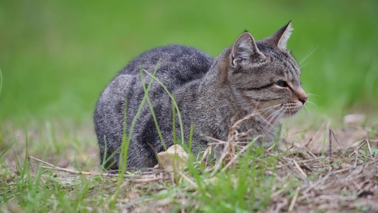 Nærbillede af stribet kat, der sidder på græsset