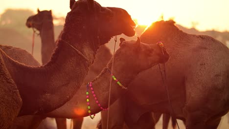 Camels-in-slow-motion-at-the-Pushkar-Fair,-also-called-the-Pushkar-Camel-Fair-or-locally-as-Kartik-Mela-is-an-annual-multi-day-livestock-fair-and-cultural-held-in-the-town-of-Pushkar-Rajasthan,-India.