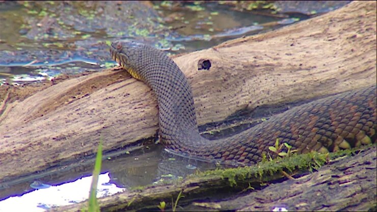 A Copper Belly Water Snake Sits In A Swamp 1