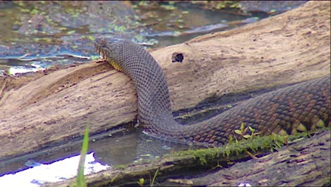 Una-Serpiente-De-Agua-De-Vientre-De-Cobre-Se-Sienta-En-Un-Pantano-1