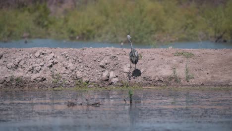 Juvenile-grey-heron-standing-on-dirt-shore-of-river-wetland,-Camargue