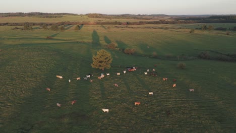 aerial view of a cattle ranching field in argentina, known for producing some of the best beef in the world