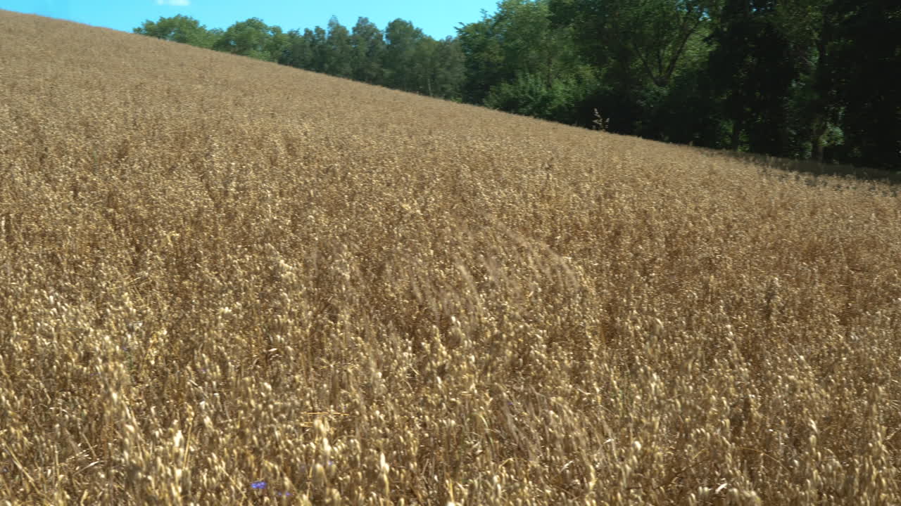 campo de avena dorada y el viento mueve las espigas en el viento cerca del bosque