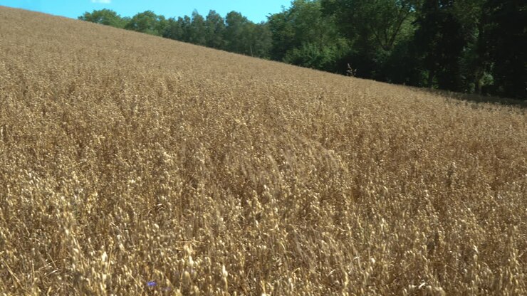 Campo di avena dorata e il vento muove le spighe vicino alla foresta.