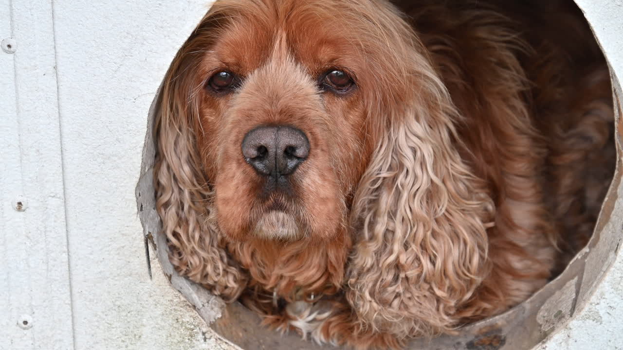 Close up of a Cocker Spaniel dog looking through a hole