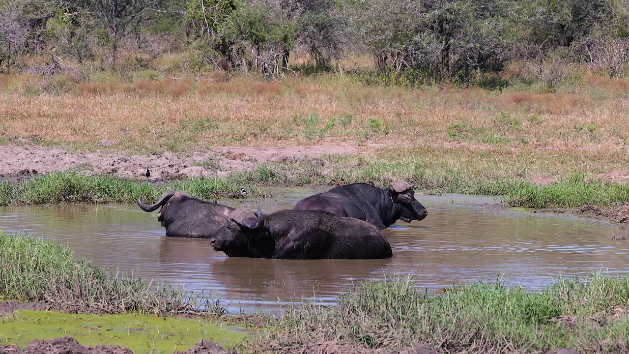 Cape buffalo cooling themselves in small waterhole water chew cud
