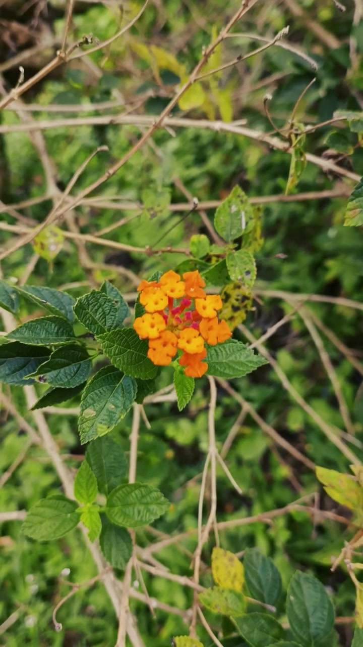 Primer plano de una flor de lantana naranja y amarilla vibrante
