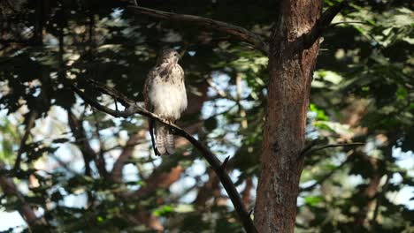 Portrait-of-beautiful-wild-Common-Buzzard-perched-on-branch-of-tree-and-looking-around,close-up