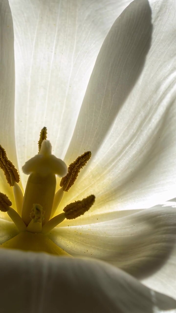 Video verticale: Retroilluminazione crescente che rivela il centro di un tulipano bianco in macro, mostrando pistillo e venature.