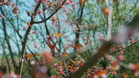 petals fall from shaken blooming branch, glowing in spring sunlight breeze, 4k