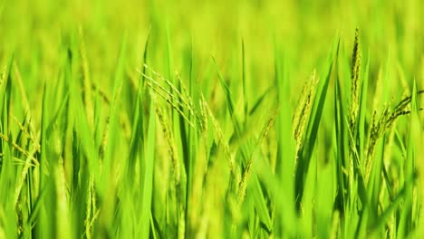 Campo-De-Agricultura-De-Alimentos-De-Grano-De-Arroz-Con-Cáscara-Orgánico-Rippen-Listo-Para-La-Cosecha