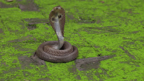 Peligrosa-Cobra-India-De-Anteojos-Enrollada-Y-Encapuchada-Después-De-Ser-Agresiva-En-Terreno-Verde