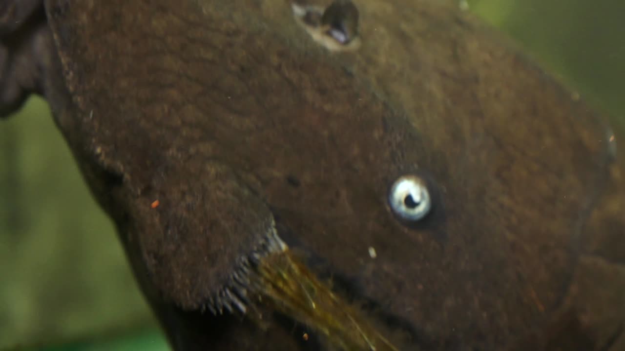 Extreme Close Up Of The Face Of A Blue Eyed Pleco Catfish Sucking Onto The Side Glass Of An Aquarium