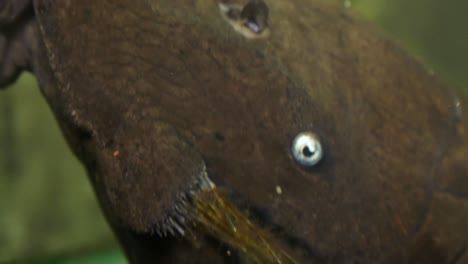 extreme close up of the face of a blue eyed pleco catfish sucking onto the side glass of an aquarium