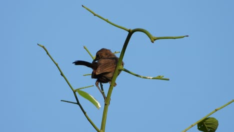indian robin female on tree uhd mp4 4k