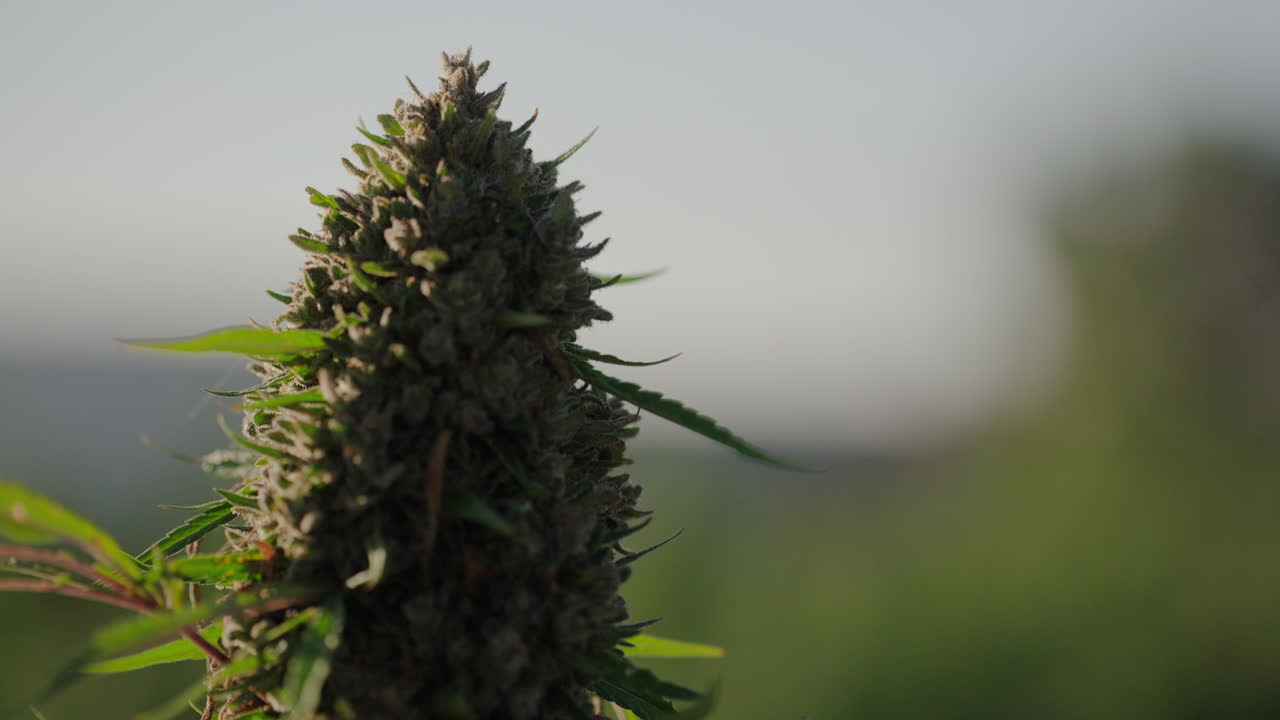 일출 시 남동쪽 콜로라도의 대마초 농장