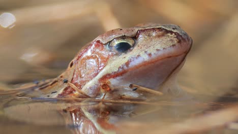 brown frog (rana temporaria) close-up in a pond.