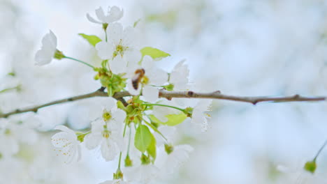 closeup of a bee on an apple tree branch with blossoms and beautiful white petals – filmed in 4k slowmotion