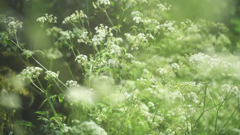 정적, 핸드헬드, 암소 파슬리의 보케 샷, anthriscus sylvestris, 길가 피크 지구, 영국