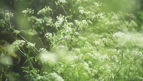 static, handheld, bokeh shot of cow parsely, anthriscus sylvestris, roadside peak district, england