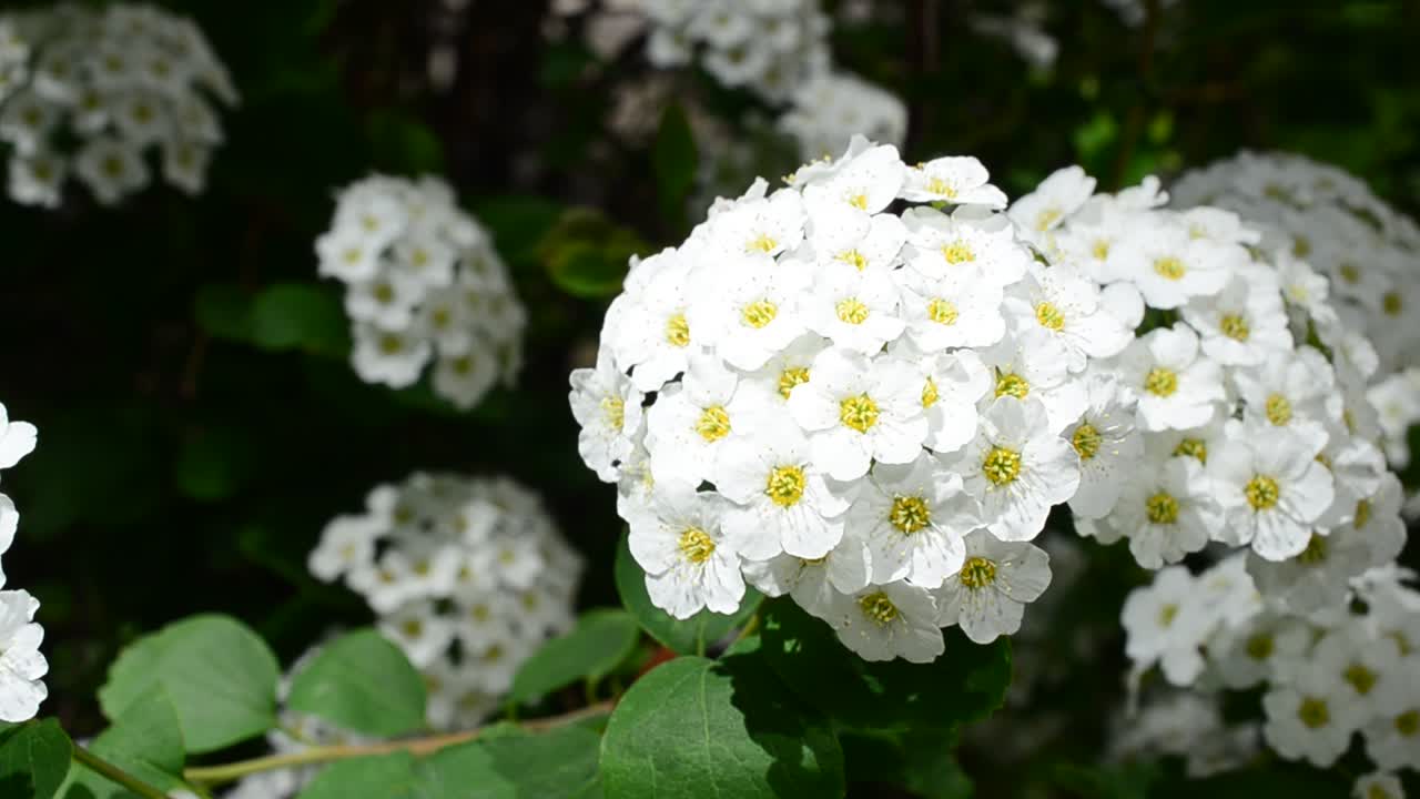 Spirea alpine spring flower - white flowering shrub. Bush in the spring