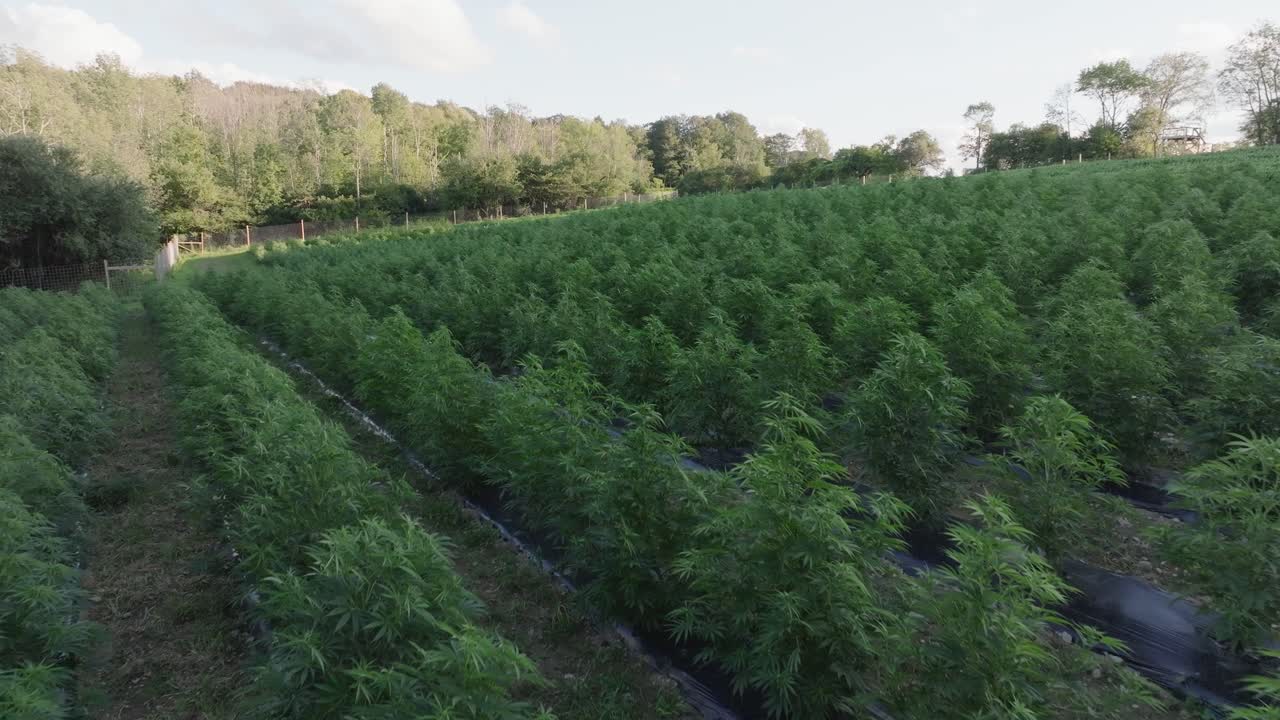 Aerial view of a legal outdoor marijuana farm with rows of cannabis plants growing in the sun, surrounded by forest. Sustainable cultivation in rural farmland.
