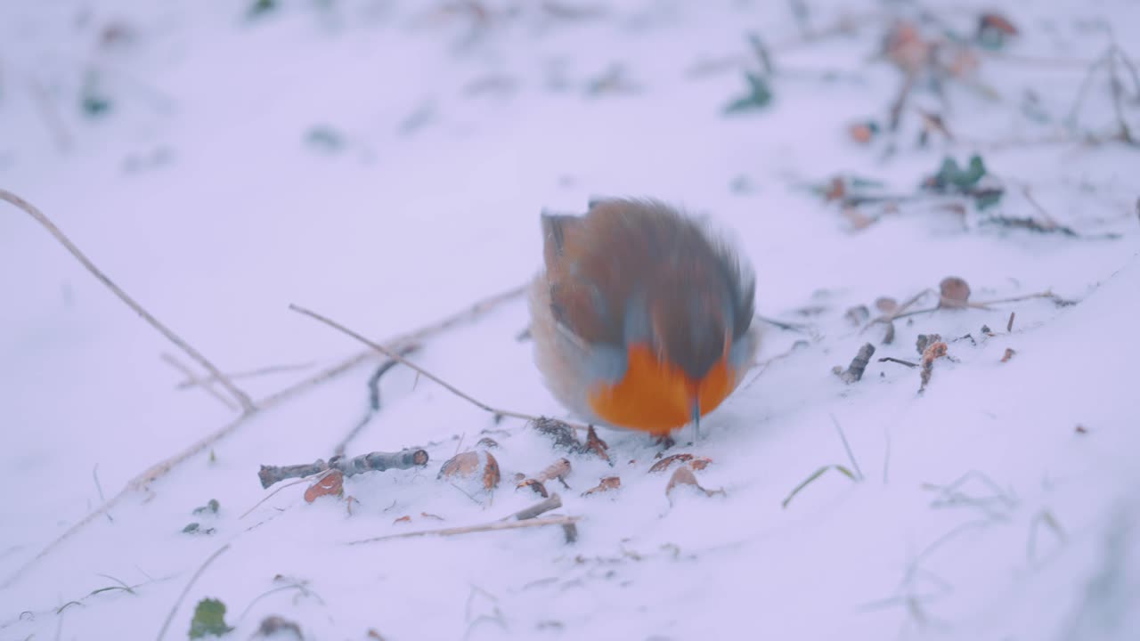 겨울날 눈 속에서 음식을 찾는 작은 울새 - 클로즈업 샷
