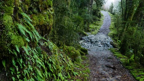 wide shot of pebbly path surrounded by green plants and fern in jungle of new zealand